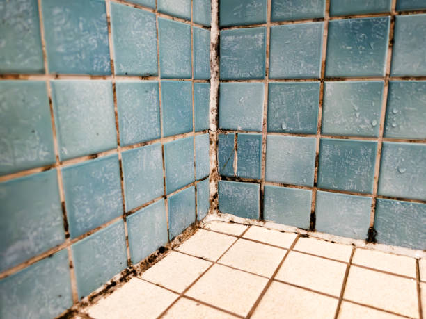 Best Crawl Space Mold Remediation  in Dell Rapids, SD