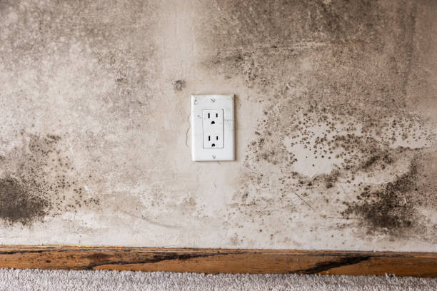 Best Industrial Mold Remediation  in Dell Rapids, SD